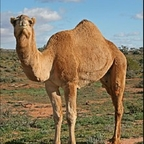 Profile picture of cameltoes